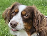 APOLLO--NFS, a  Miniature Australian Shepherd for sale in Fresno, CA – 9 of 9