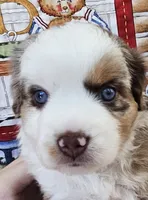 SKYLLA--RED MERLE GIRL, a female Miniature Australian Shepherd for sale in Fresno, CA – 5 of 8