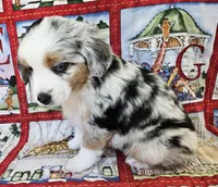 LIBERTY--BLUE MERLE GIRL, a female Miniature Australian Shepherd for sale in Fresno, CA – 2 of 8