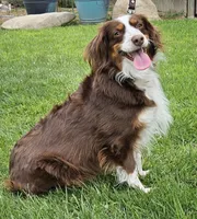 DOLLY--NFS, a  Miniature Australian Shepherd for sale in Fresno, CA – 1 of 9