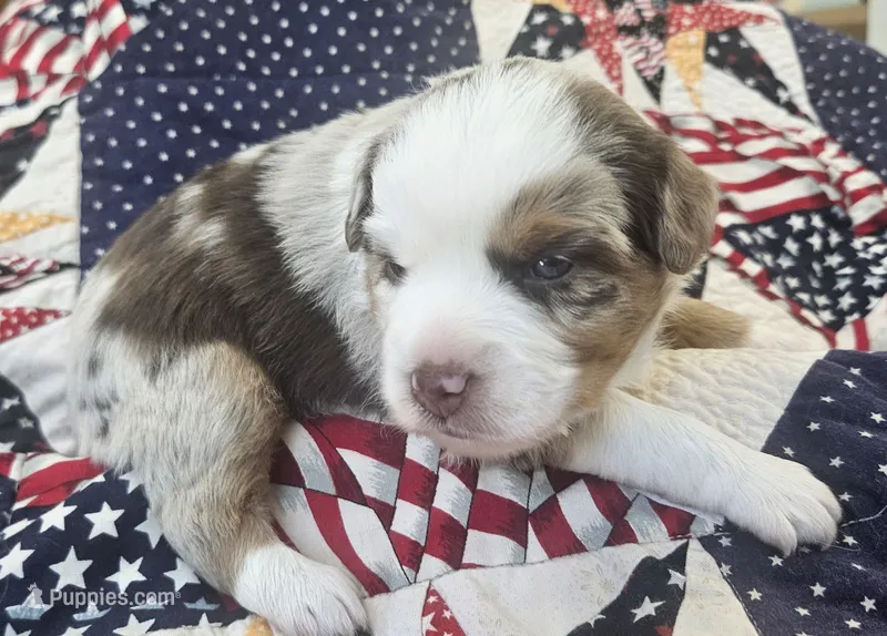 RED MERLE GIRL – Miniature Australian Shepherd puppy for sale in Fresno, CA
