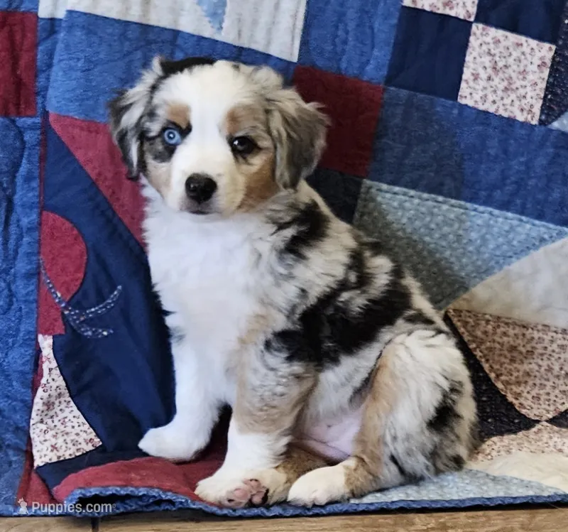 LIBERTY--BLUE MERLE GIRL – Miniature Australian Shepherd puppy for sale in Clovis, CA