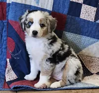 LIBBY--BLUE MERLE GIRL, a female Miniature Australian Shepherd for sale in Clovis, CA – 1 of 9