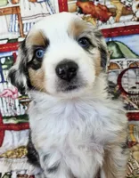 LIBERTY--BLUE MERLE GIRL, a female Miniature Australian Shepherd for sale in Fresno, CA – 6 of 8