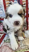 SKYLLA--RED MERLE GIRL, a female Miniature Australian Shepherd for sale in Fresno, CA – 6 of 8