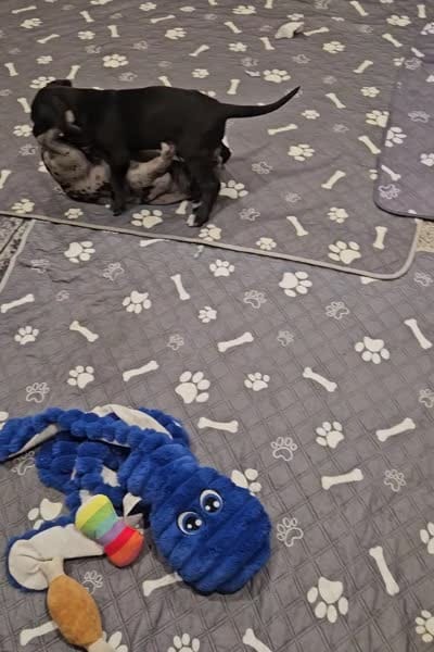 Melody (Melly), a female Great Dane for sale in Luverne, MN – 4 of 4
