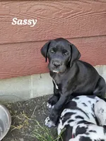 Sassy, a female Great Dane for sale in Luverne, MN – 2 of 6