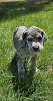 Lucy, a female Great Dane for sale in Luverne, MN – 2 of 6