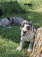 Timmy, a male Great Dane for sale in Luverne, MN – 2 of 6