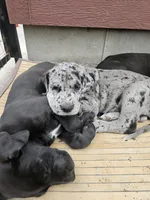 Lucy, a female Great Dane for sale in Luverne, MN – 5 of 6