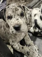Lucy, a female Great Dane for sale in Luverne, MN – 3 of 6