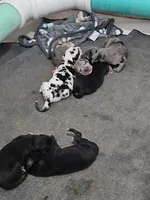 Sassy, a female Great Dane for sale in Luverne, MN – 3 of 6