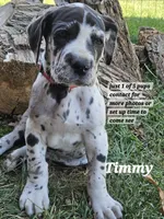 Timmy, a male Great Dane for sale in Luverne, MN – 6 of 6
