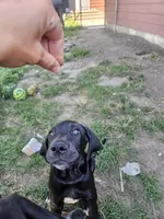 Sally, a female Great Dane for sale in Luverne, MN – 2 of 7