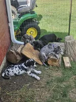 Timmy, a male Great Dane for sale in Luverne, MN – 4 of 6