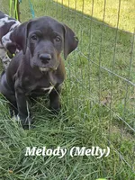Melody (Melly), a female Great Dane for sale in Luverne, MN – 2 of 4