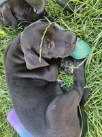 Sassy, a female Great Dane for sale in Luverne, MN – 5 of 6