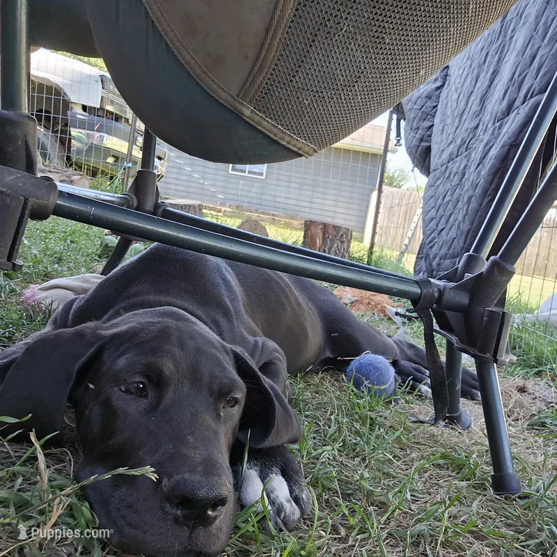 Duke – Great Dane puppy for sale in Luverne, MN