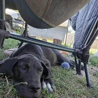 Duke, a male Great Dane for sale in Luverne, MN – 3 of 8