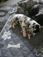 Timmy, a male Great Dane for sale in Luverne, MN – 5 of 6