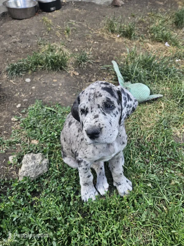Lucy – Great Dane puppy for sale in Luverne, MN