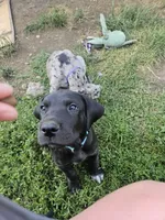 Duke, a male Great Dane for sale in Luverne, MN – 3 of 4