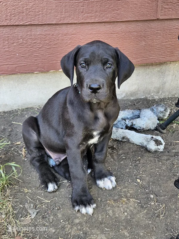 Duke – Great Dane puppy for sale in Luverne, MN