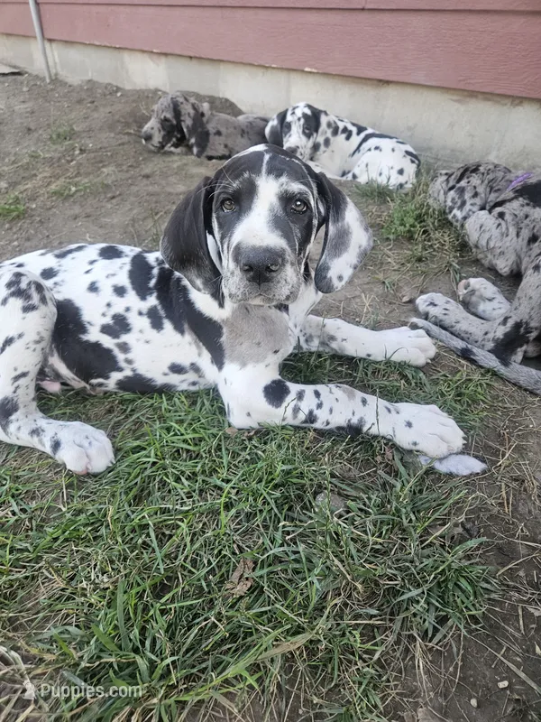Timmy – Great Dane puppy for sale in Luverne, MN