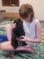Melody (Melly), a female Great Dane for sale in Luverne, MN – 3 of 4