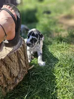 Timmy, a male Great Dane for sale in Luverne, MN – 3 of 6