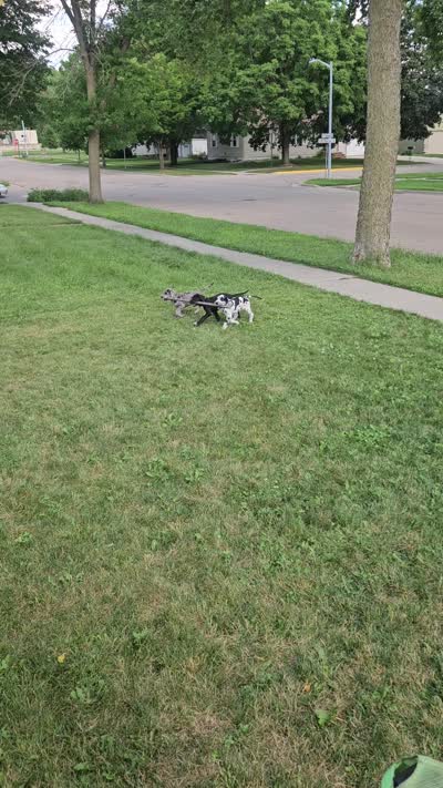Sally, a female Great Dane for sale in Luverne, MN – 7 of 7
