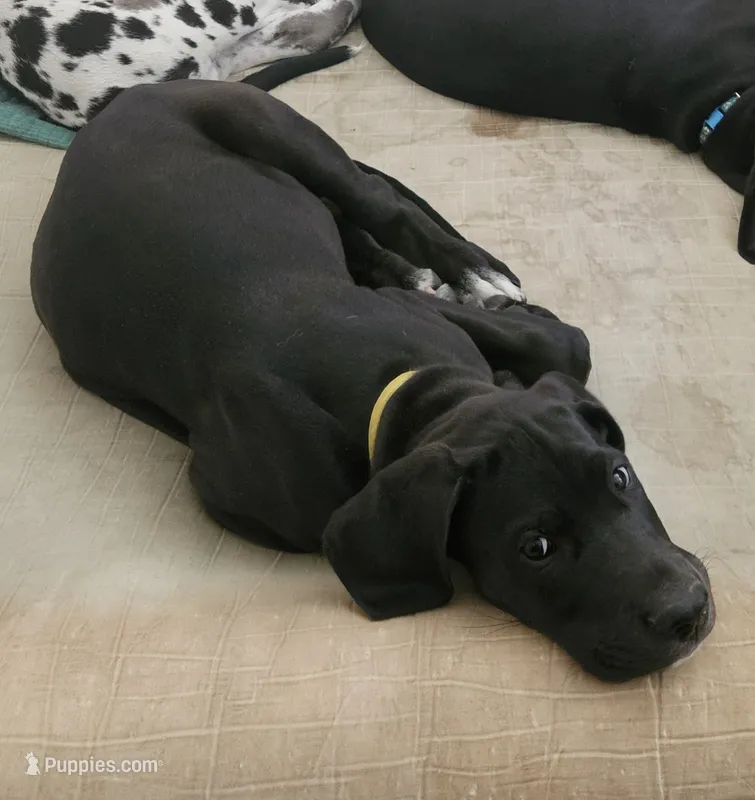 Melody (Melly) – Great Dane puppy for sale in Luverne, MN