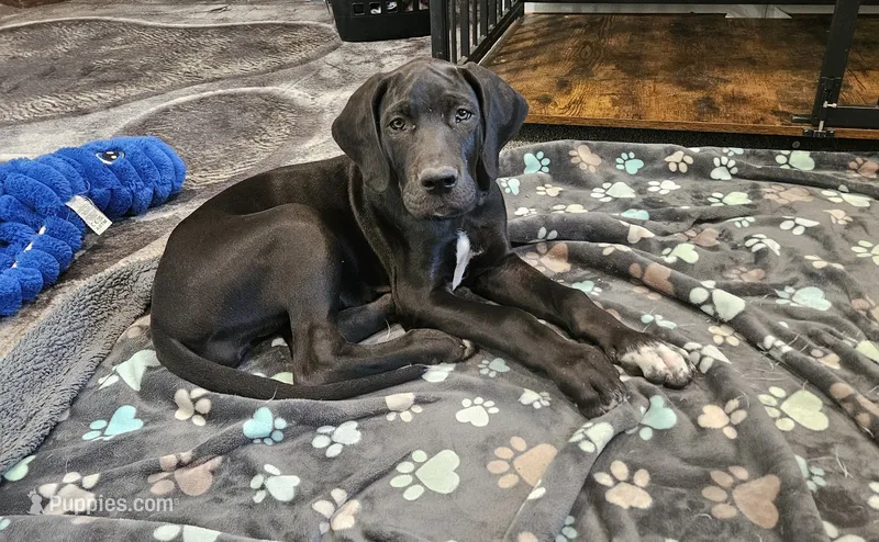 Sally – Great Dane puppy for sale in Luverne, MN