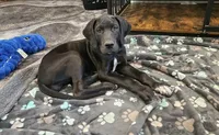Sally, a female Great Dane for sale in Luverne, MN – 1 of 7