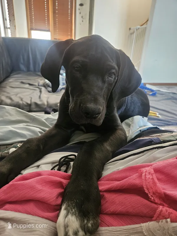 Duke – Great Dane puppy for sale in Luverne, MN