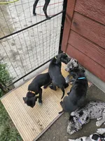 Sassy, a female Great Dane for sale in Luverne, MN – 6 of 6