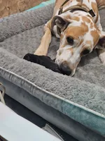 Duke, a male Great Dane for sale in Luverne, MN – 2 of 4