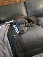 Duke, a male Great Dane for sale in Luverne, MN – 8 of 8