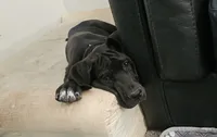 Duke, a male Great Dane for sale in Luverne, MN – 6 of 8