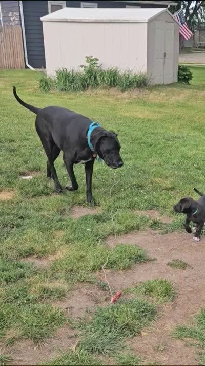 Duke, a male Great Dane for sale in Luverne, MN – 4 of 4