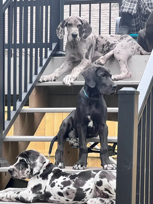 Duke – Great Dane puppy for sale in Luverne, MN