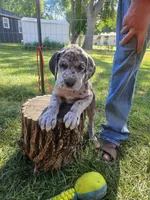 Lucy, a female Great Dane for sale in Luverne, MN – 4 of 6