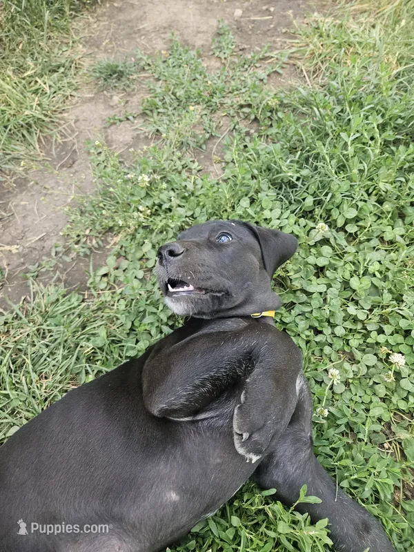 Melody (Melly) – Great Dane puppy for sale in Luverne, MN