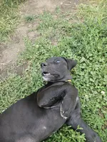 Melody (Melly), a female Great Dane for sale in Luverne, MN – 1 of 4