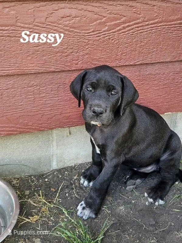 Sassy – Great Dane puppy for sale in Luverne, MN