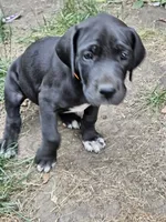 Sassy, a female Great Dane for sale in Luverne, MN – 1 of 6