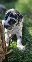 Timmy, a male Great Dane for sale in Luverne, MN – 1 of 6