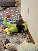 Sassy, a female Great Dane for sale in Luverne, MN – 4 of 6