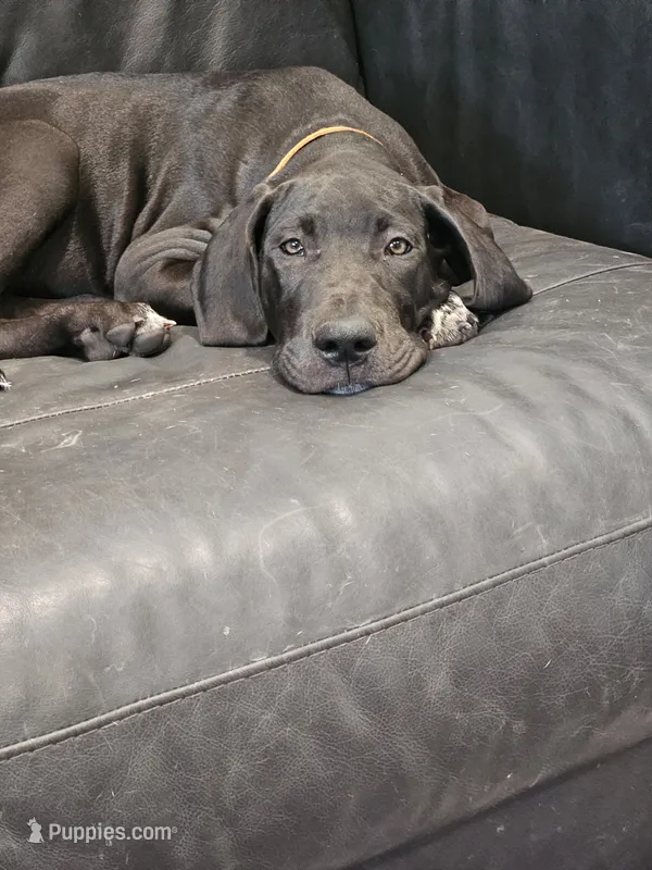 Sally – Great Dane puppy for sale in Luverne, MN