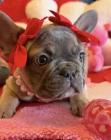 Bean, a female French Bulldog for sale in Crestwood, KY – Photo 1 of 9